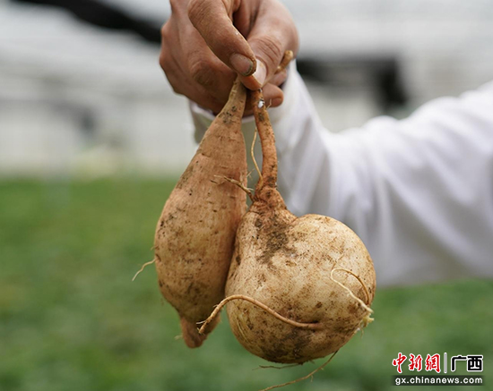 因地制宜谋产业 广西大化县走出特色致富之路