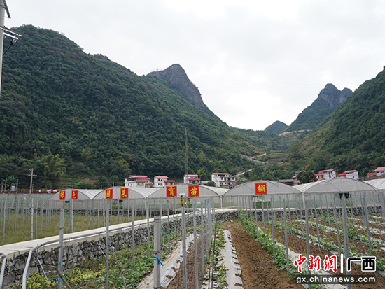 广西种植致富_广西种植什么最赚钱_广西农村种植什么赚钱不愁销路