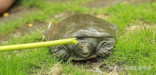 养殖业甲鱼最赚钱农村_致富经养殖甲鱼视频_甲鱼养殖视频致富经