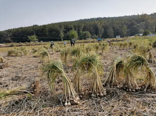 种植黑花生走上致富路_种植黑花生走上致富路_种植黑花生走上致富路