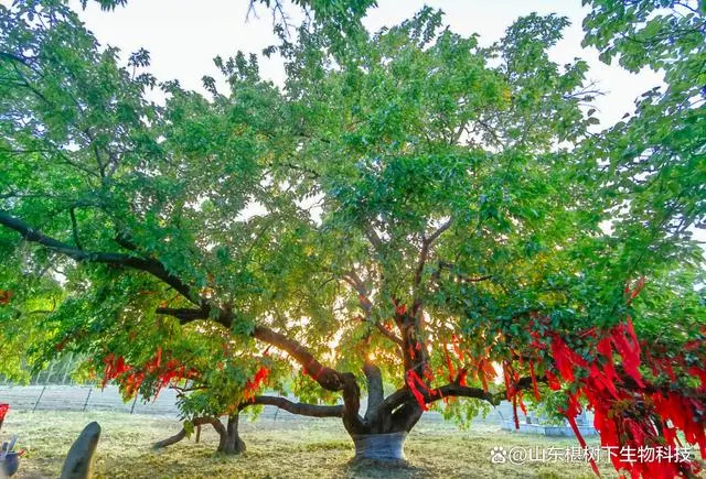 致富种植桑葚视频_桑葚种植致富_桑葚种植效益