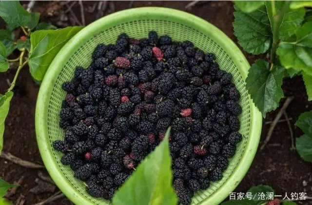 致富种植桑葚图片_桑葚种植致富_致富种植桑葚视频