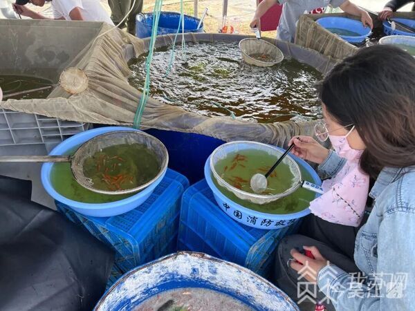 锦鲤养殖致富项目_致富养殖锦鲤项目介绍_致富养殖锦鲤项目简介