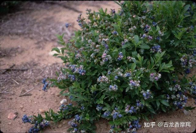 蓝莓种植致富方法_蓝莓致富经_种植蓝莓技术