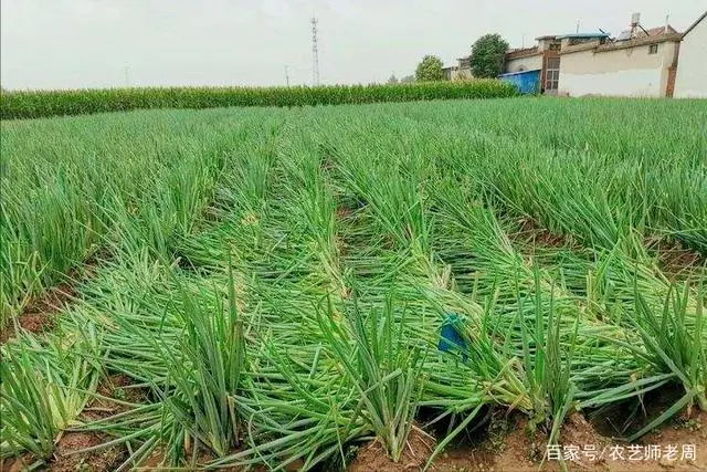 在家水培大葱种植技术_大葱在家种植水培技术方法_大葱在家里怎么水培