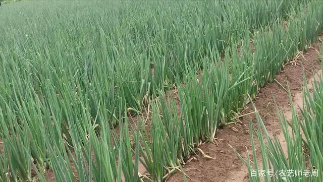 在家水培大葱种植技术_大葱在家里怎么水培_大葱在家种植水培技术方法