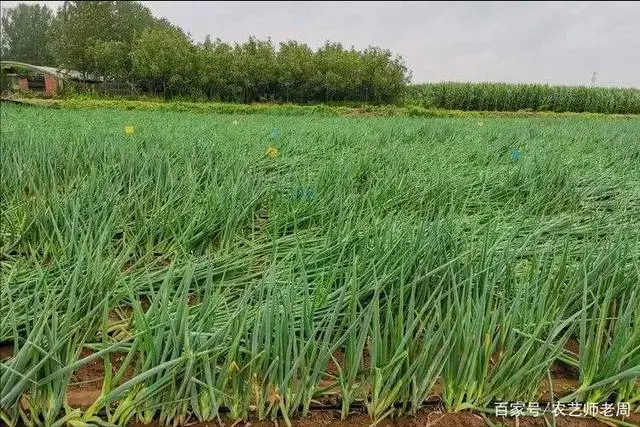 大葱在家种植水培技术方法_在家水培大葱种植技术_大葱在家里怎么水培