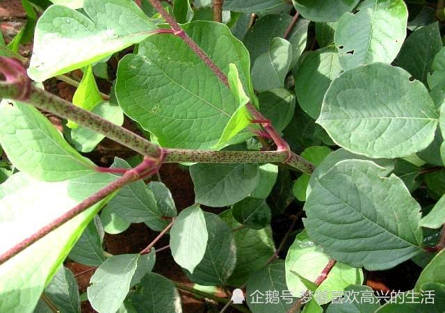 农村致富种植项目_农村致富新项目种植业_农村种植物致富