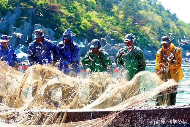 竹粉加工厂需要多少投入_竹粉加工厂_致富经竹子加工成粉