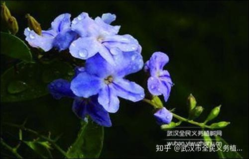 家庭园艺|蕾丝金露花种植方法分享