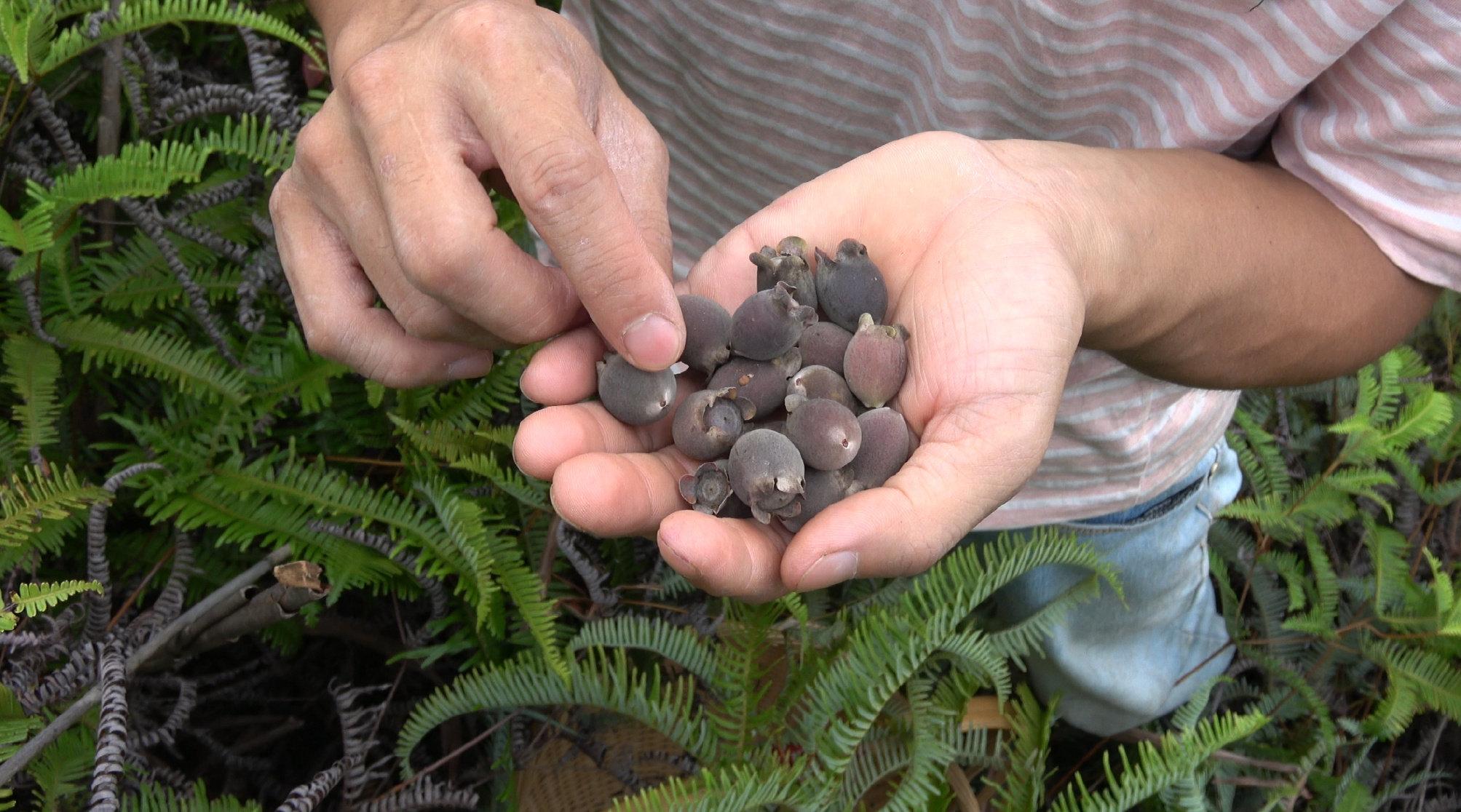 农村种植物致富_农村致富新项目种植业_农村致富种植项目