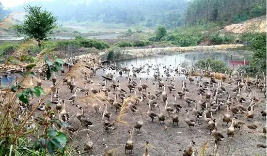 中央7台致富经雁鹅_中央7台致富经雁鹅_中央7台致富经雁鹅