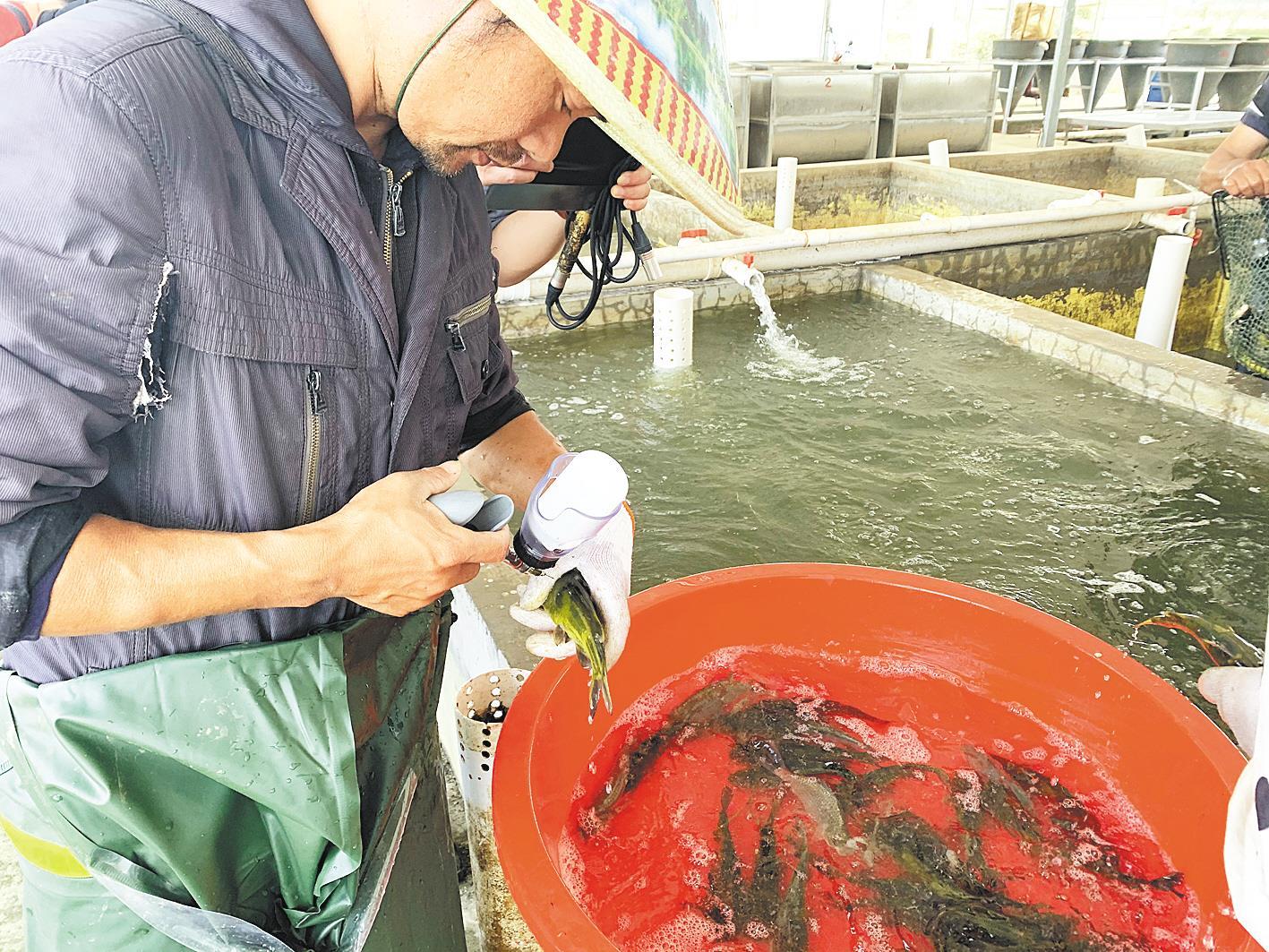 湖北圈养鱼养殖技术_养殖湖北圈养鱼技术怎么样_湖北养殖鱼的地方