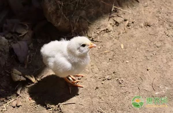 怎样养殖小鸡技术_小鸡养殖技术视频_小鸡养殖技术和方法