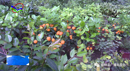 花卉致富种植方法视频_花卉致富种植方法图片_花卉种植致富方法