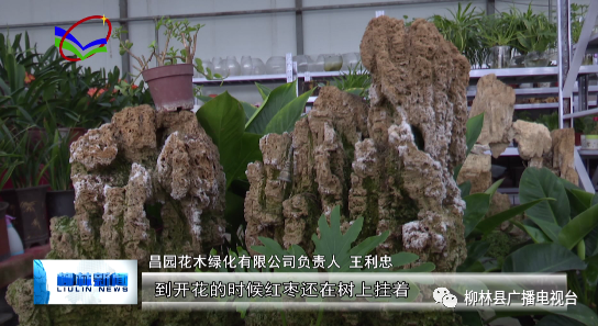 花卉致富种植方法视频_花卉致富种植方法图片_花卉种植致富方法