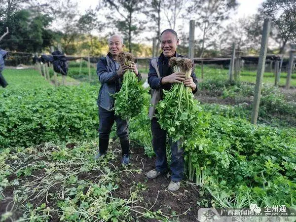 桂林一社区种这种小菜致富了，户均收入15