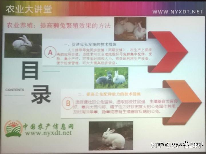 农业养殖：提高獭兔繁殖效果的方法