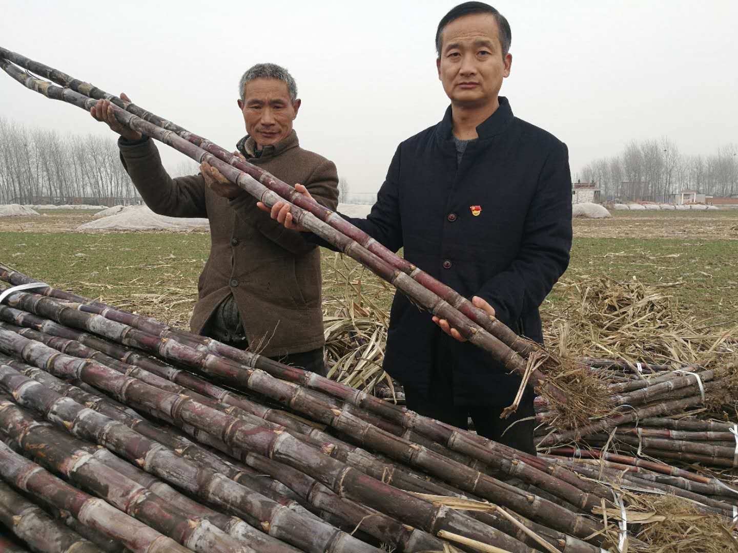 河南种甘蔗一亩地能产多少斤_河南甘蔗种植技术_河南甘蔗种植致富