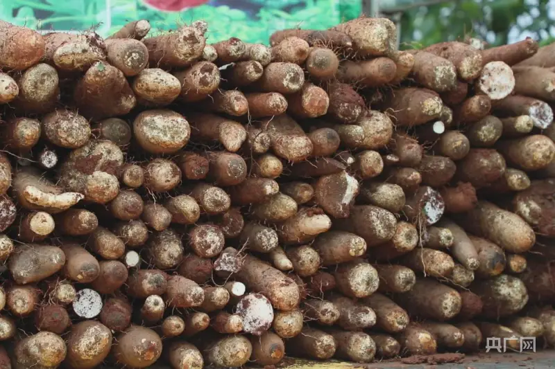 湖南什么时候种淮山最好_湖南淮山种植技术_湖南种植淮山技术怎么样