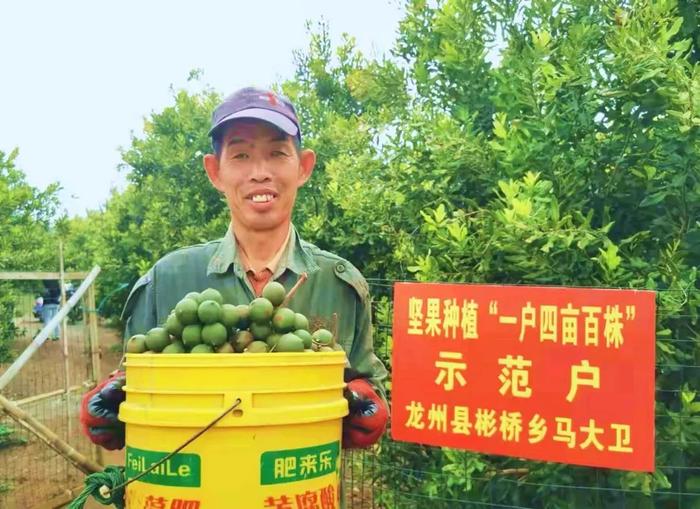 坚果种植视频讲解_坚果种植过程_坚果种植技术视频