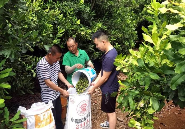 坚果种植视频讲解_坚果种植过程_坚果种植技术视频