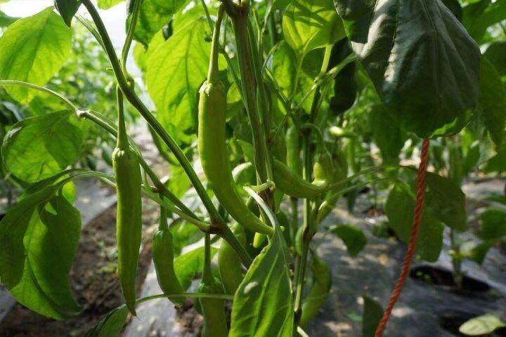 鞍山种植土出售_鞍山有机蔬菜种植基地_鞍山种植致富