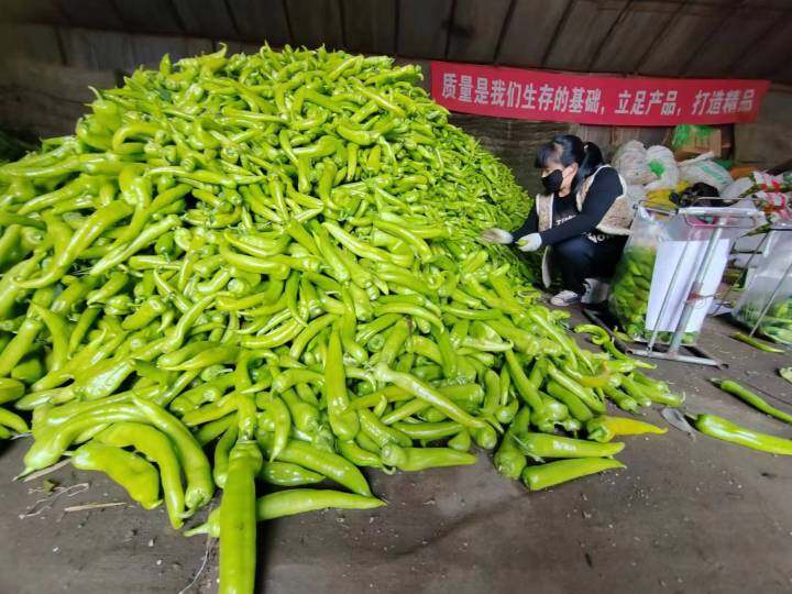 鞍山种植致富_鞍山种植土出售_鞍山有机蔬菜种植基地