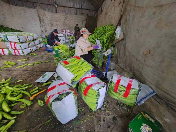 鞍山种植土出售_鞍山有机蔬菜种植基地_鞍山种植致富