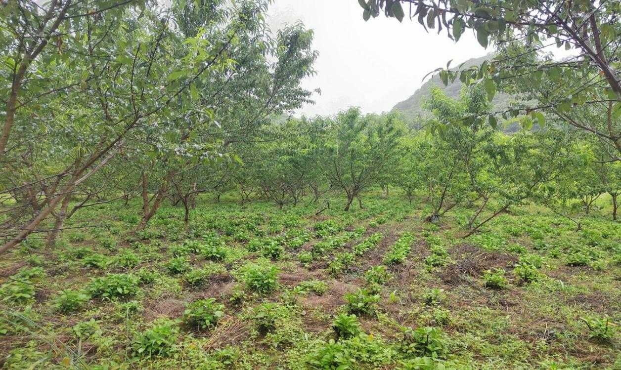 南板蓝根种植时间和收获时间_南板蓝根种植前景_南板蓝根种植致富