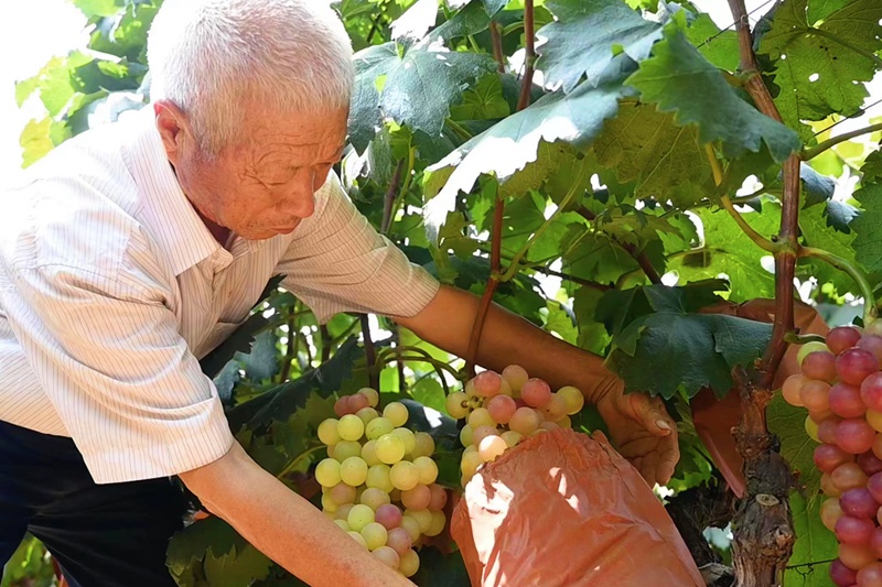 葡萄致富经_致富经葡萄育苗_致富经葡萄盆景视频