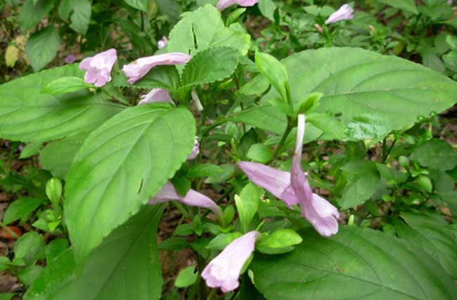 板蓝根种植技术