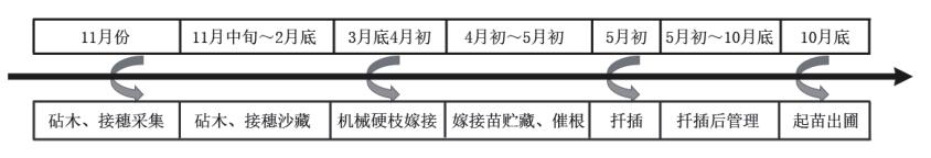 葡萄硬枝机械嫁接及技术要点