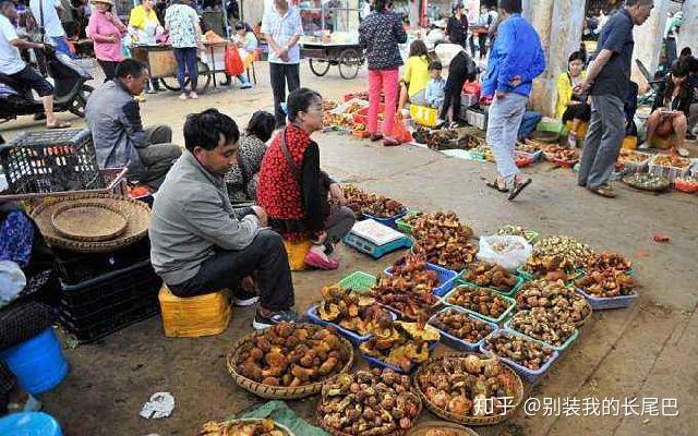 菌类种植视频_视频种植技术菌子怎么做_菌子种植技术视频