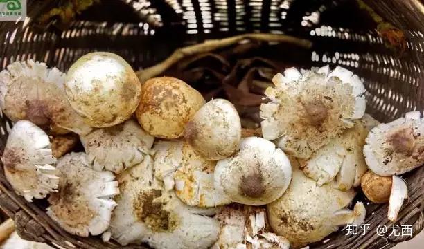 视频种植技术菌子图片_菌子种植技术视频_视频种植技术菌子怎么做