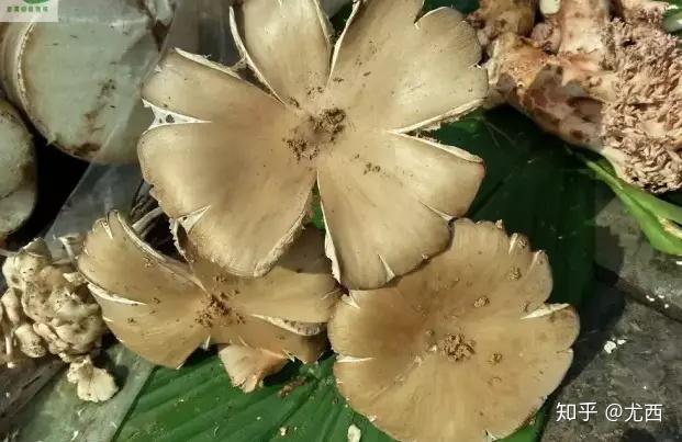 菌子种植技术视频_视频种植技术菌子图片_视频种植技术菌子怎么做