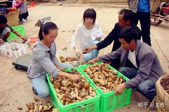 视频种植技术菌子图片_菌子种植技术视频_视频种植技术菌子怎么做