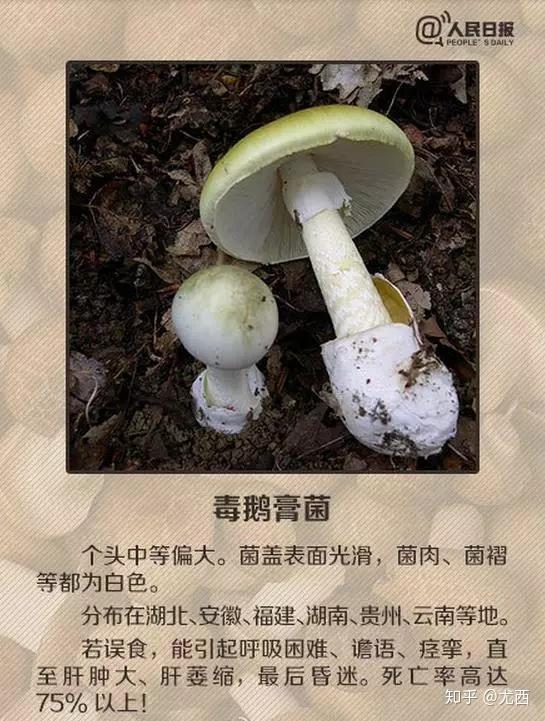 视频种植技术菌子怎么做_菌子种植技术视频_视频种植技术菌子图片