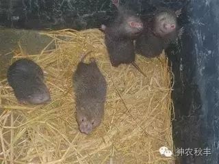 提供竹鼠养殖技术_提供竹鼠养殖技术_提供竹鼠养殖技术