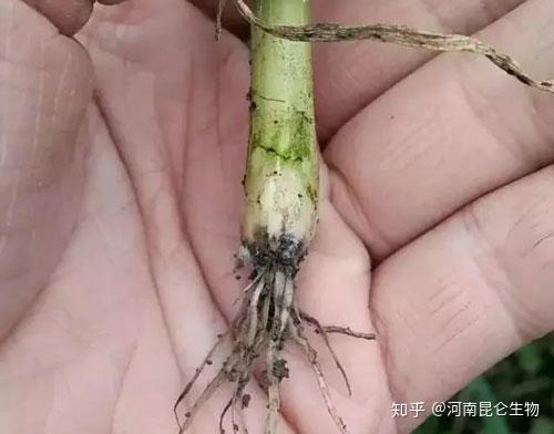 2021年种植洋葱面积大吗_大面积洋葱种植技术_洋葱种植亩产量