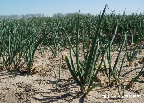 2021年种植洋葱面积大吗_大面积洋葱种植技术_洋葱种植亩产量