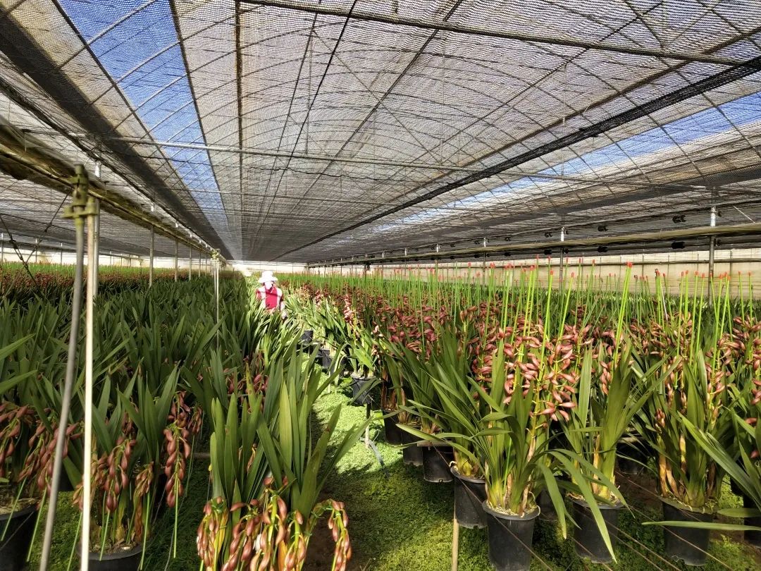 致富兰花种植农村图片大全_兰花致富经_农村种植兰花致富