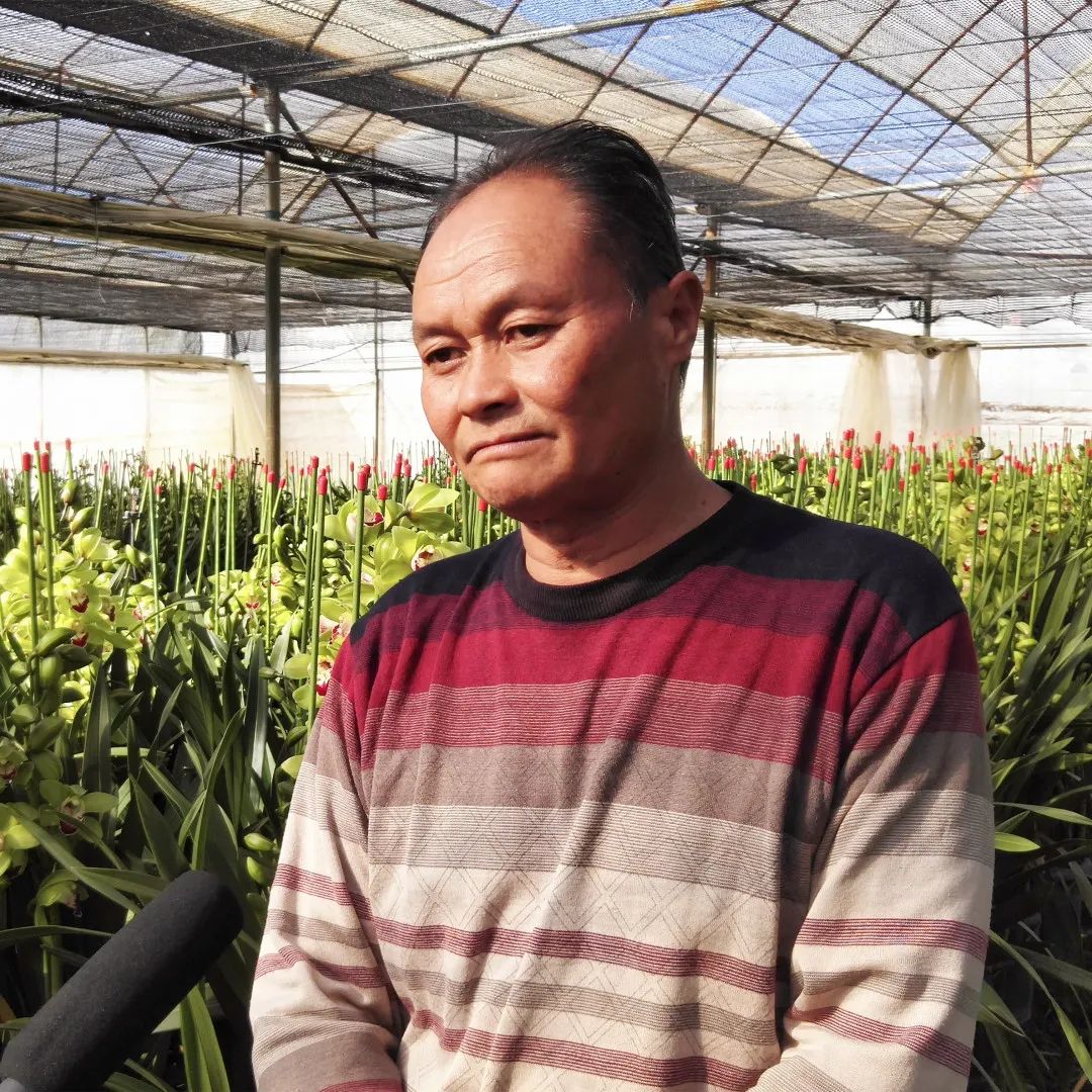 兰花致富经_农村种植兰花致富_致富兰花种植农村图片大全