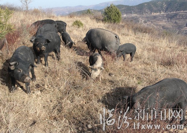 山西养猪_山西最大养猪基地_致富经山西养殖猪