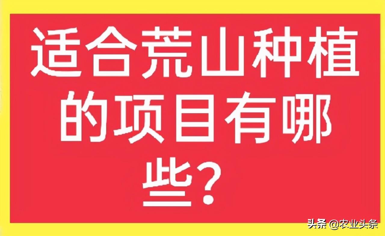 农村荒山种植什么能赚钱？