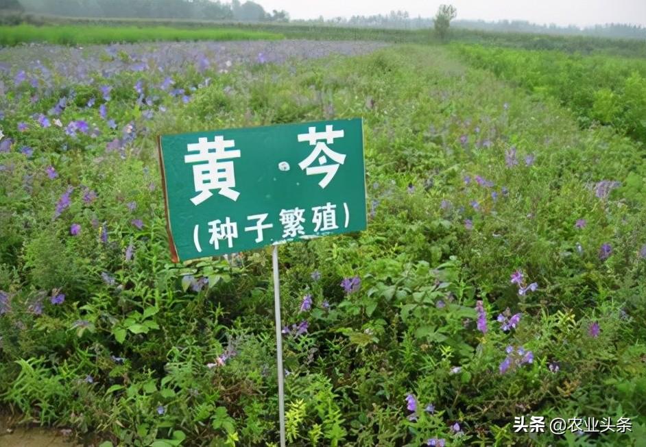 承包荒山致富项目_荒山种植有补贴吗_荒山种植致富项目