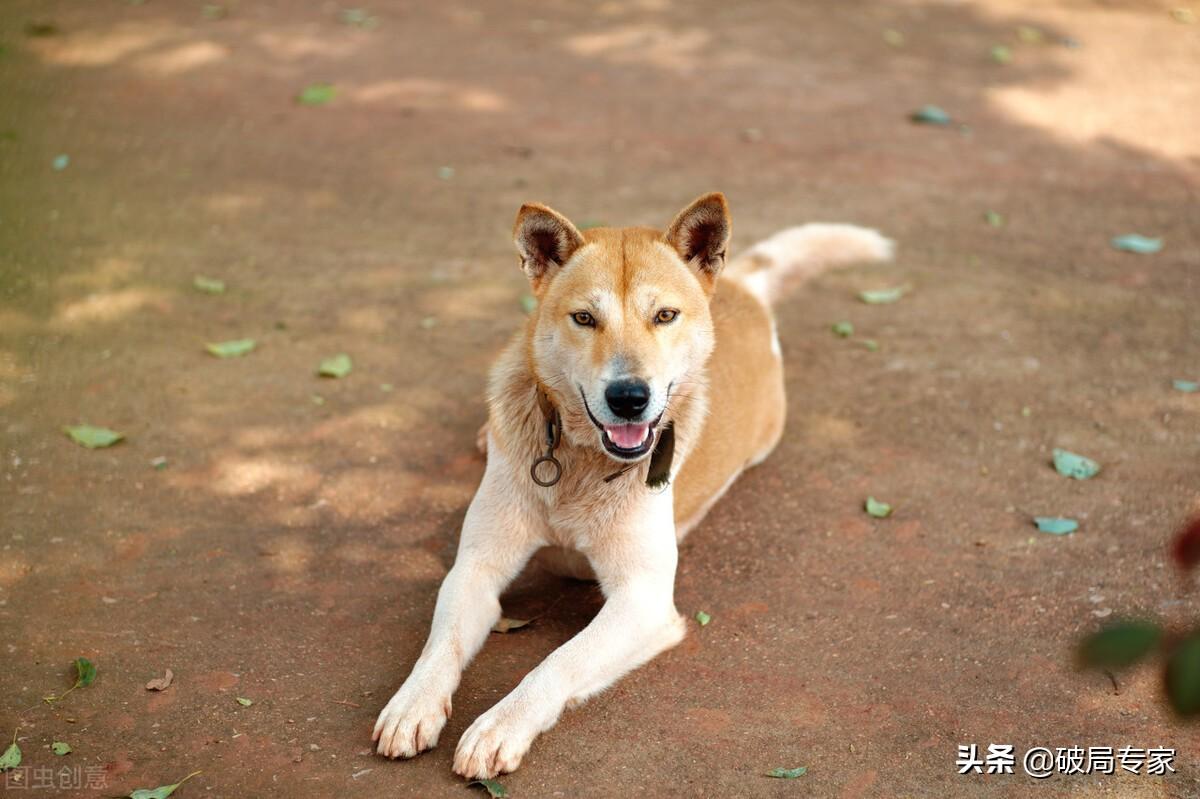 狗场建设好养狗赚钱不用愁