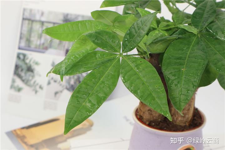 致富好项目种植_农村种植致富能手发言稿_致富能手种植什么草