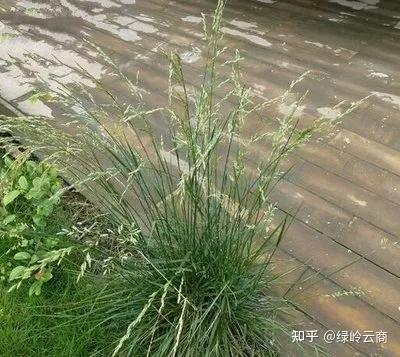 致富好项目种植_致富能手种植什么草_农村种植致富能手发言稿