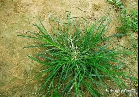 农村种植致富能手发言稿_致富能手种植什么草_致富好项目种植